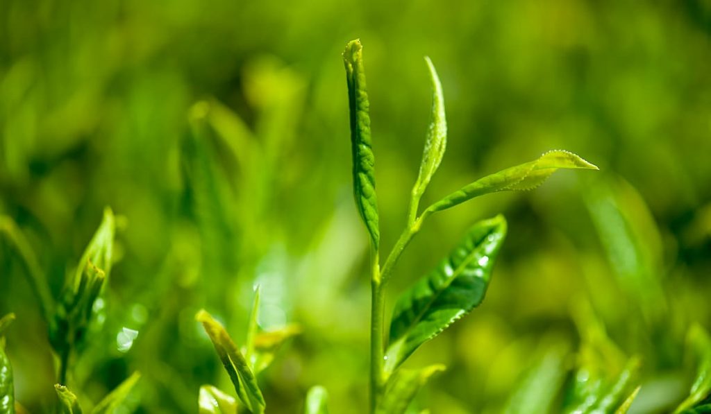 te verde canela y limon para adelgazar